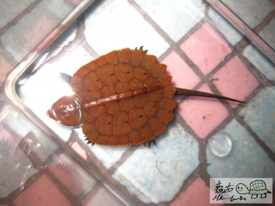 (已成交)CB鹰嘴龟苗