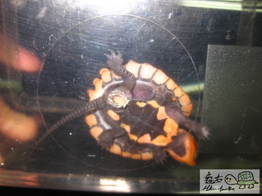 (已成交)CB鹰嘴龟苗