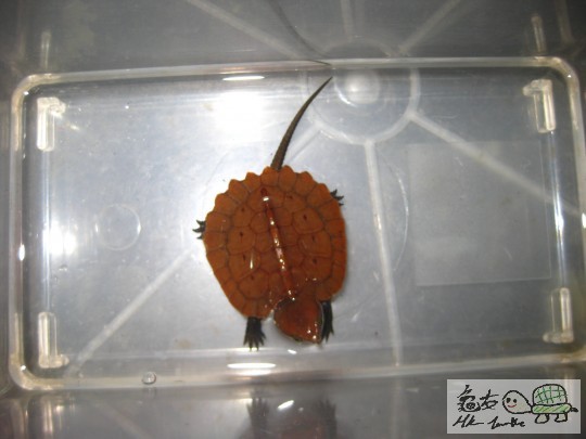 (已成交)CB鹰嘴龟苗 - 荃湾友缘龟屋(活体) - 香