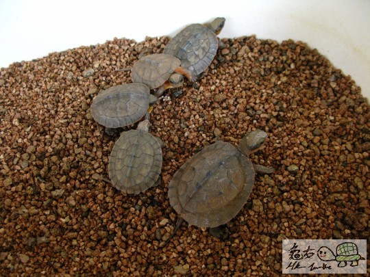 金钱龟苗., - 箱龟-靓相好片分享 香港龟友论坛