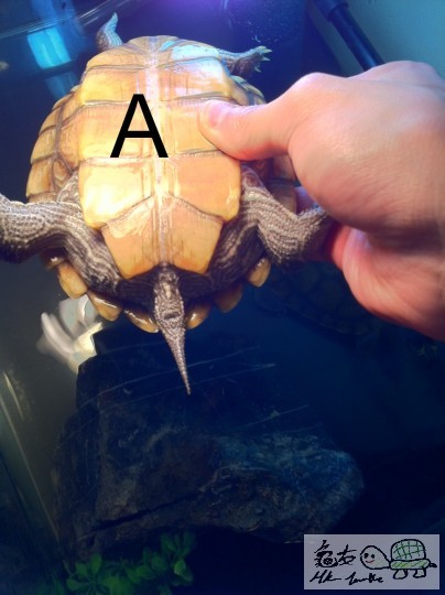 龜A