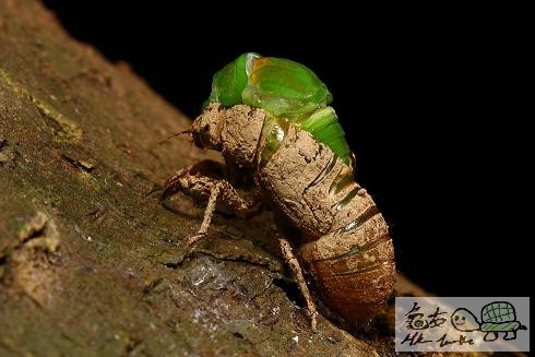 薄翅蟬羽化....jpg