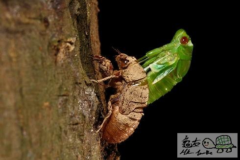 薄翅蟬羽化.......jpg