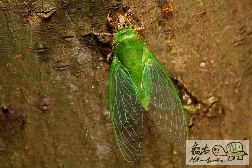 薄翅蟬羽化................jpg