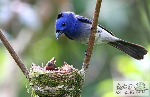 黑枕藍鶲........jpg