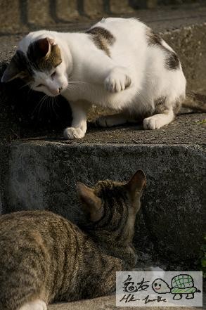村口的百厭貓.jpg