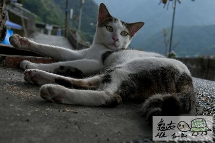 村口的百厭貓..jpg