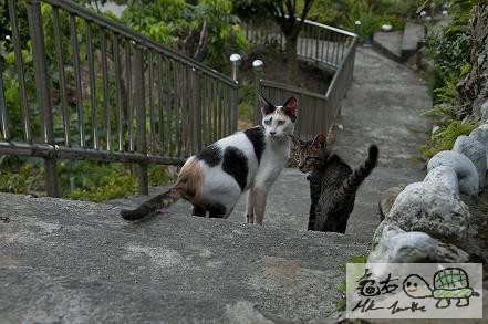 村口的百厭貓...jpg