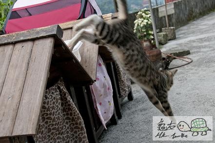村口的百厭貓....jpg