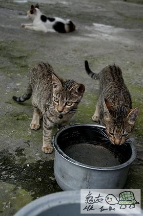 村口的百厭貓.....jpg
