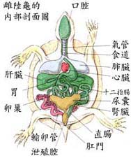 內藏.jpg