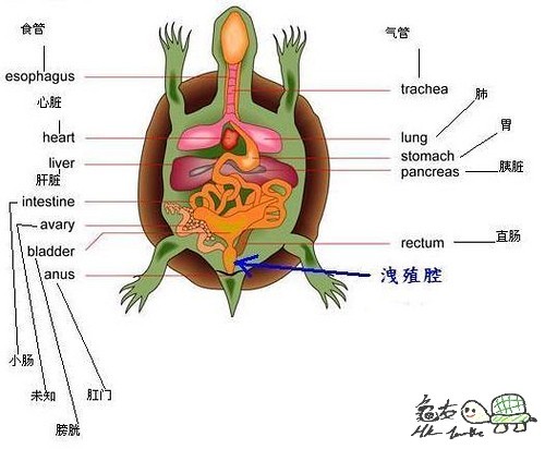 內臟2.jpg
