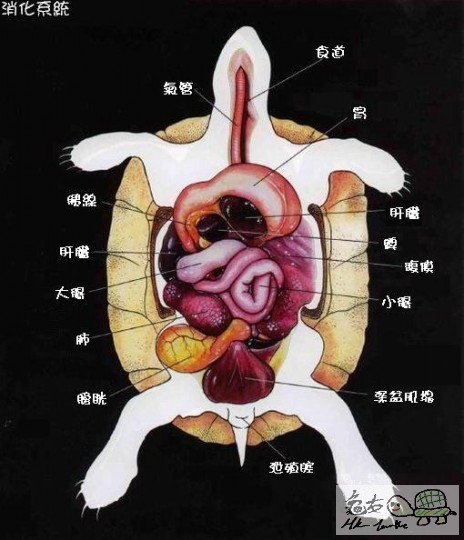 消化系統.JPG