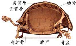 骨骼1.jpg