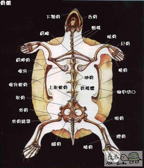 骨骼.JPG