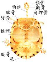 骨骼2.jpg