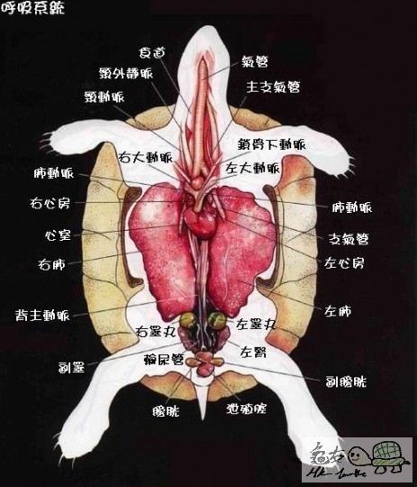 循環系統.JPG