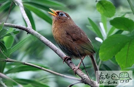 大陸畫眉.........jpg