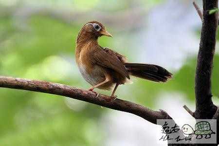 大陸畫眉.jpg