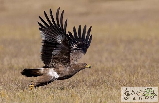 內蒙行-草原鵰.jpg
