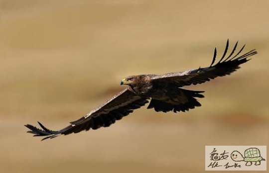 內蒙行-草原鵰...jpg