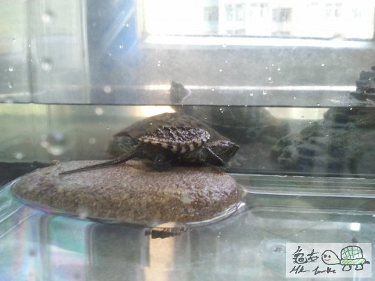 龜1.jpg
