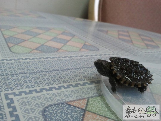龜2.jpg
