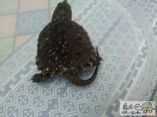 龜4.jpg