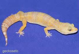 lgecko2.gif