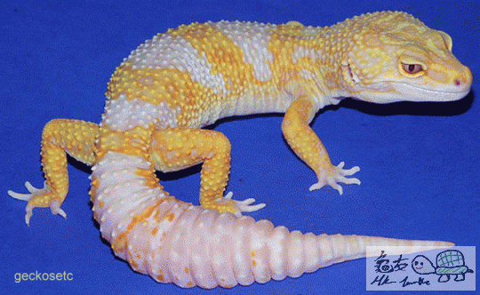 lgecko7.gif