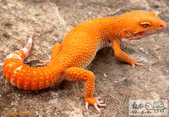 lgecko19.gif