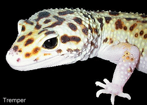 lgecko30.gif