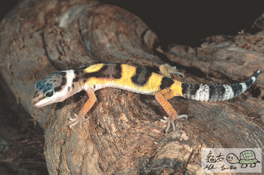 lgecko32.gif