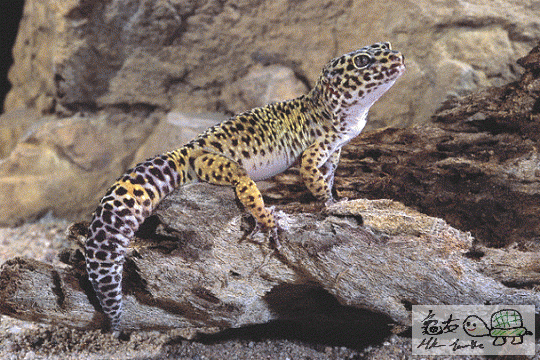 lgecko33.gif