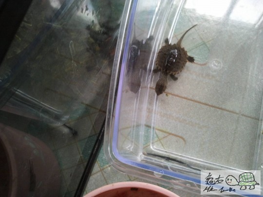 佢已經發現左隻蝦　放大就睇到