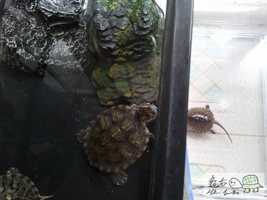 平鱷:[巴西挑機呀!!]