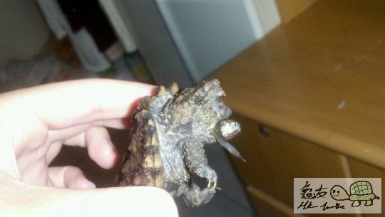 條魚死唔眼閉...