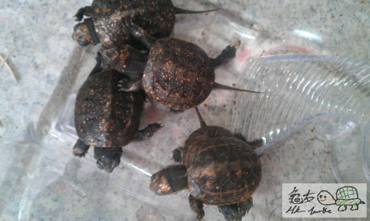 IMAG0215.jpg