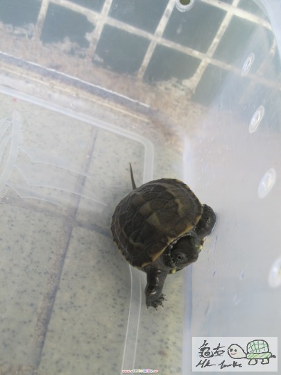 小綠-單手掌下壓