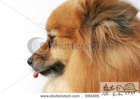 stock-photo-pomeranian-dog-sticking-tongue-out-690495.jpg