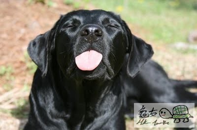 dog_tongue.jpg