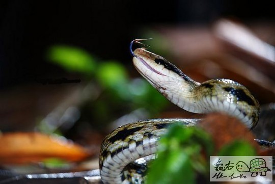 百花蛇...jpg