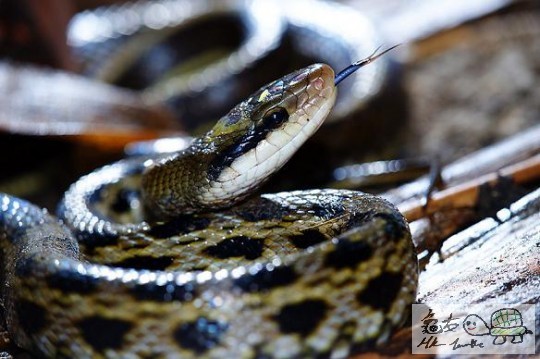 百花蛇....jpg