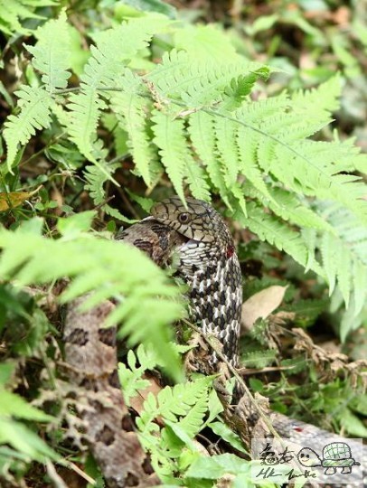 蛇食蛇.....jpg