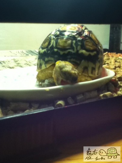 雖然天氣凍左但食野果陣連碟都想食埋0.0"