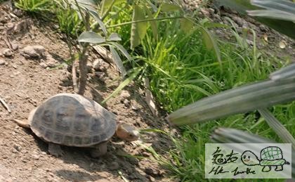 龜場2..... (2).jpg