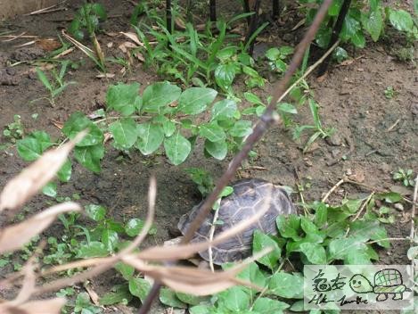 黃緣放養1 (12).jpg