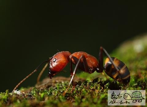 山蟻.....jpg