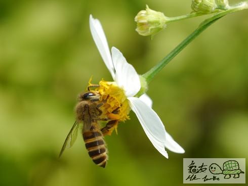 蜜蜂..jpg