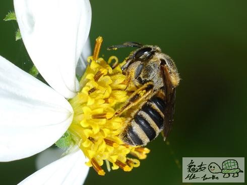 蜜蜂.jpg